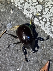 Xylotrupes australicus