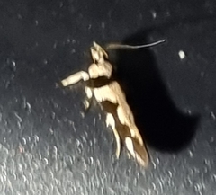 Macrobathra desmotoma