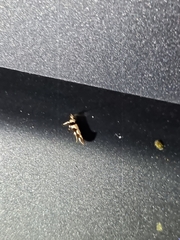 Macrobathra desmotoma