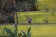 Crocus sativus