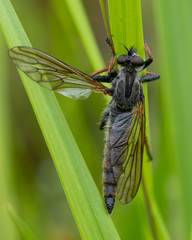 Pamponerus germanicus