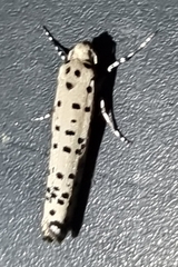 Ethmia clytodoxa