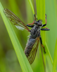 Pamponerus germanicus