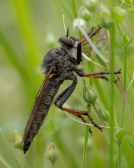Pamponerus germanicus