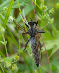 Pamponerus germanicus