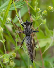 Pamponerus germanicus