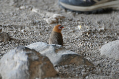 Granatina ianthinogaster