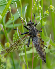 Pamponerus germanicus