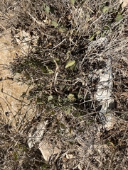 Aristolochia baetica