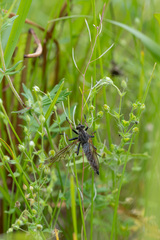 Pamponerus germanicus