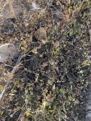 Aristolochia baetica