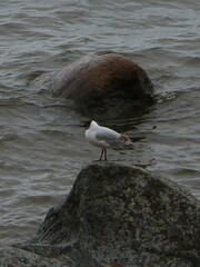 Chroicocephalus ridibundus