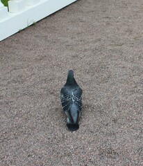 Columba livia domestica