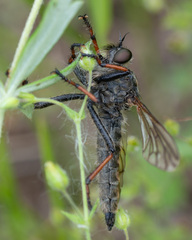 Pamponerus germanicus