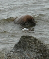 Chroicocephalus ridibundus