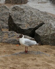 Chroicocephalus ridibundus