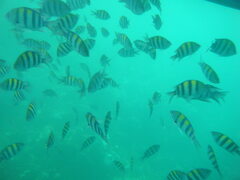 Abudefduf vaigiensis