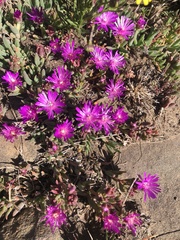 Delosperma pilosulum
