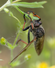 Pamponerus germanicus