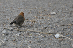 Granatina ianthinogaster