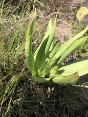 Schizocarphus nervosus