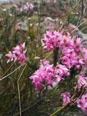 Erica eugenea