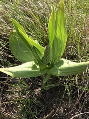 Schizocarphus nervosus