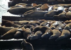 Zalophus californianus