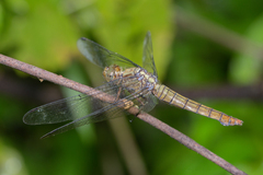 Orthetrum testaceum