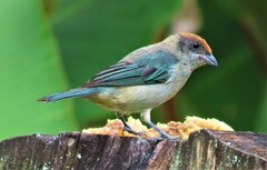 Stilpnia vitriolina