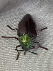 Sternocera chrysis