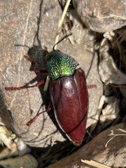 Sternocera chrysis