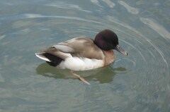 Anas platyrhynchos × Netta rufina