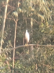 Egretta garzetta