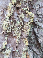 Chaenotheca ferruginea