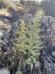 Asparagus horridus