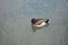 Anas platyrhynchos × Netta rufina