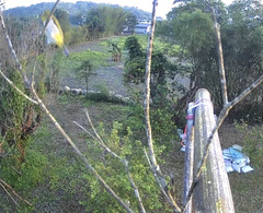 Zosterops simplex simplex