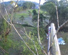 Zosterops simplex simplex