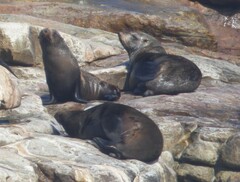 Arctocephalus pusillus pusillus