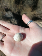 Sphincterochila