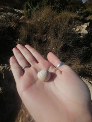 Sphincterochila