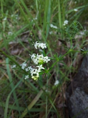 Asperula