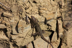 Podarcis siculus siculus