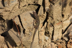 Podarcis siculus siculus