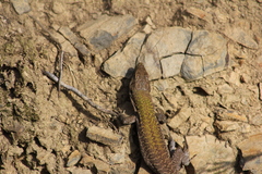 Podarcis siculus siculus