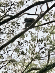 Trachypithecus obscurus