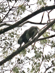 Trachypithecus obscurus