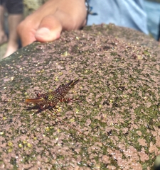 Rhynchocinetes typus