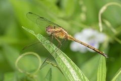 Orthetrum luzonicum